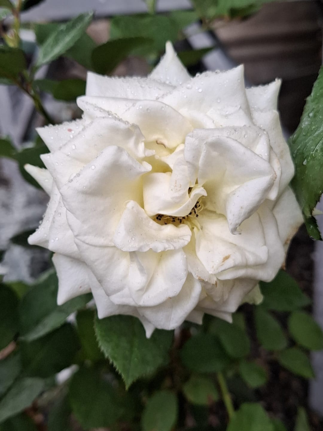 rosa colombiana branca